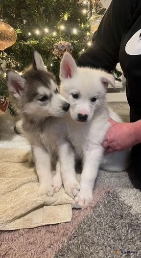 one Stunning Siberian Husky Puppy Left it is very urgent i have to travel