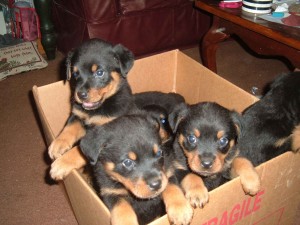 3129499-rotty-puppies-for-sale