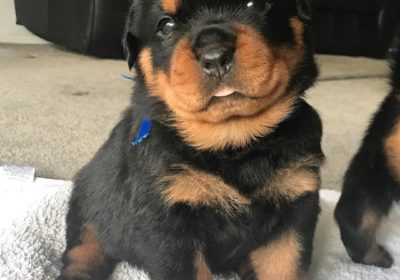 AKC Rottweiler puppies ready