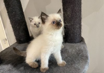 Adorable Ragdoll kittens for good homes
