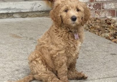 Energetic Golden Doodle Available
