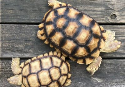 Pair a of Sulcata Tortoise for sale