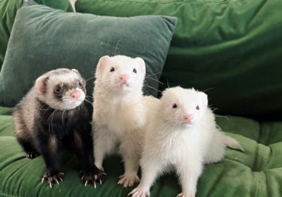 Beautiful ferrets available for adoption