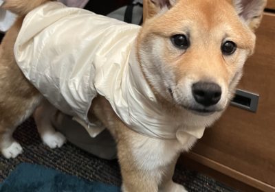 Adorable, cute, and cuddly Shiba Inu puppy🥰