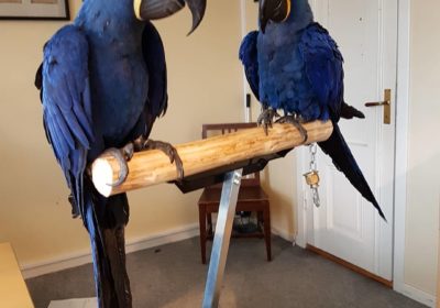 Hyacinth-Macaw-Parrots