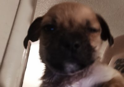Puggle puppies ready for forever Home