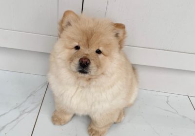 AKC Chow Chow Puppies Ready To Go