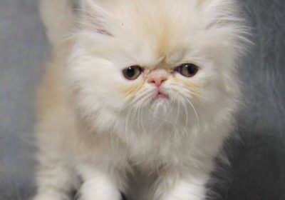 Persian-Kittens