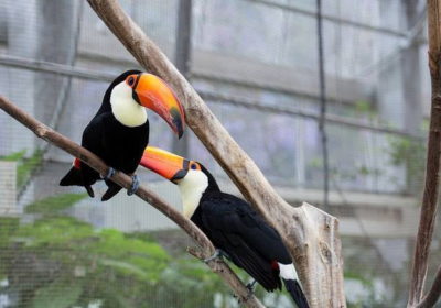 We have hand fed male and female Toco Toucan birds available for sale