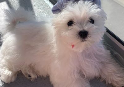 buy Watson maltese puppy online