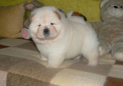Affectionate Chow Chow Puppies for rehoming
