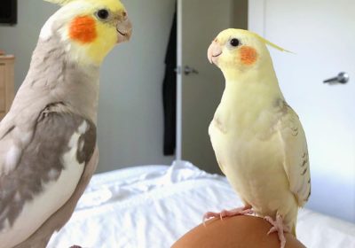 Amazing Cockatiel Parrots For Adoption