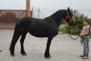pascal is a beautiful, funny, willing, goofy 6year old Friesian gelding.