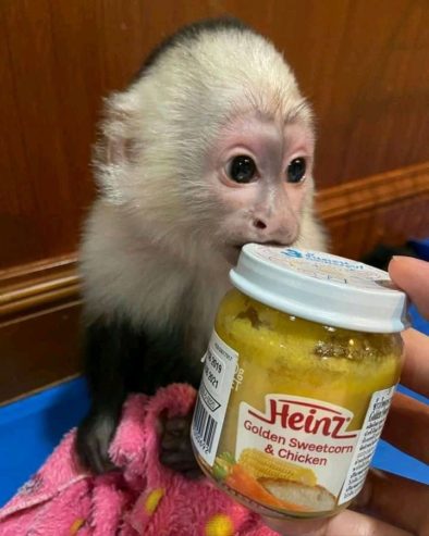 Lovely and charming Capuchin monkeys for adoption