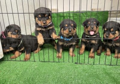 ROTTWEILER PUPPIES FOR SALE CALL OR EXT VIA +17158693584