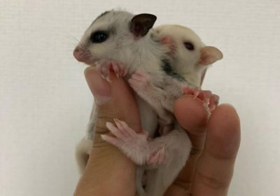 Adorable sugar gliders looking for a lovely home