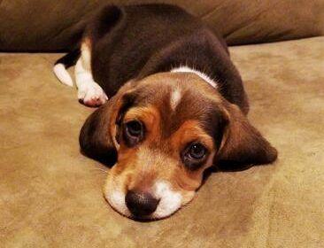 tri-colored-beagle-puppies-for-sale