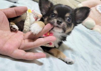 Cute Chihuahua Puppies Available