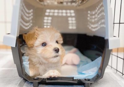 Purebred Maltese puppies are pre-registered through Continental Kennel Club (CKC)