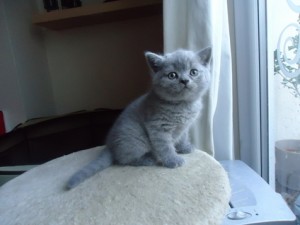 Cute British Blue Shorthair kittens