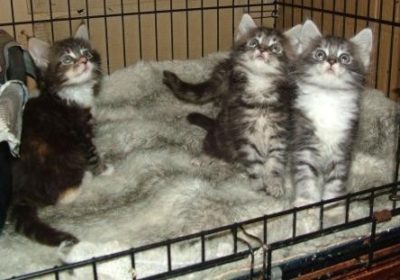 3256130-main-coon-kittenss
