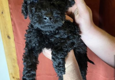 Labradoodle Puppies Boys and Girls