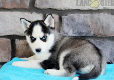 Charming sweet male and female Husky pups