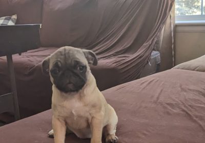 Female baby pug available