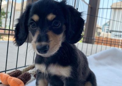 Adorable Dachsund puppies for sale