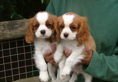 cavalier-king-charles-spaniel-puppies