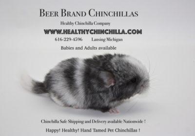 Baby & Adult Chinchillas- Many Colors – beige, black velvet, white, violet, ebony, and more !