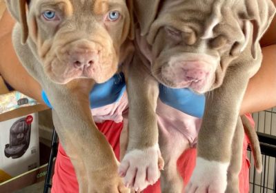 Adorable pitbull puppies for sale
