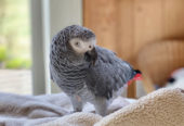 Parrots home