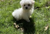 2 Beautiful Small Male MalShi Puppies For Sale