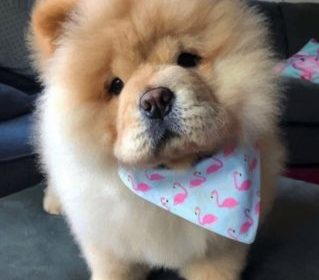 Chow chow for sale