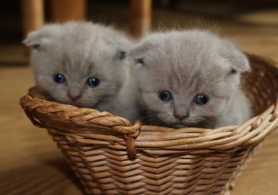 Blue-Kittens-Scottish-Fold-Short-Hair