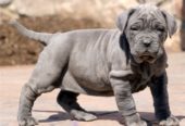 Neapolitan Mastiff Puppies for sale (272) 483-5020