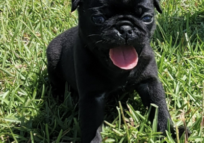 Affectionate Pug Puppies for sale