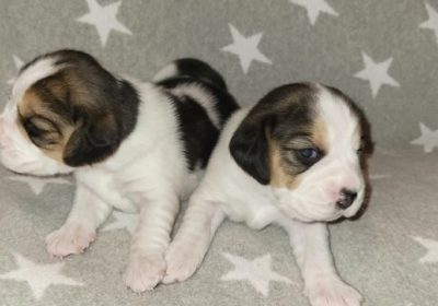 beagle-dogs-for-sale-kc-champion-blood-beagle-pups-harpenden-image-11