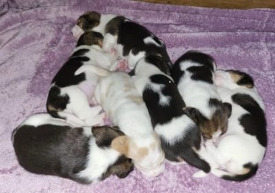 beagle-dogs-for-sale-kc-champion-blood-beagle-pups-harpenden-image-5