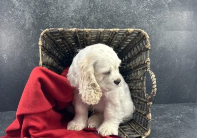 American Cocker Spaniel Puppies For Sale