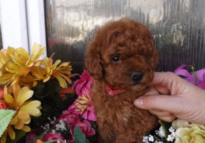 Efficacious Toy poodle puppies