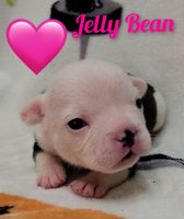 “Jelly Bean” Gorgeous Structured AKC French Bulldog Female