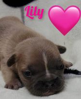 “Lily” Gorgeous Structured AKC French Bulldog Female