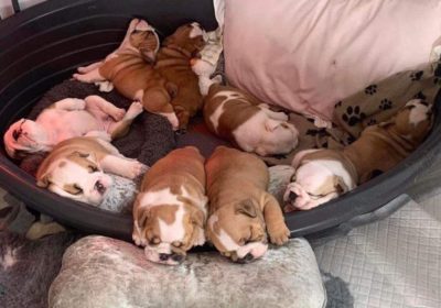 Free puppies🐶 they are French bulldog puppies with love!! We can’t keep 9 weeks puppies sadly..so they are in need of good homes!!Microchipped, first vaccination, full vet check❤️ Only rehoming fee
