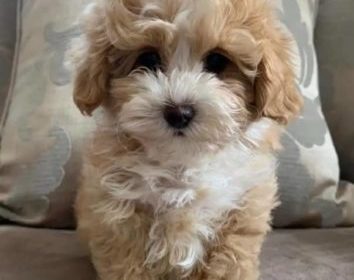 Adorable maltipoo puppies available for sale.