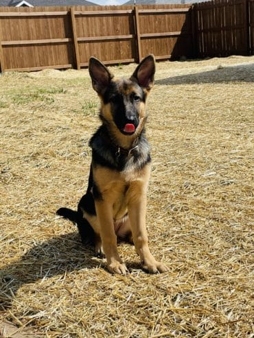 AKC German Shepherd Dog- 5 months