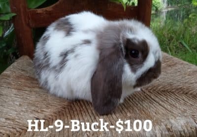 Holland Lop Rabbits -$100