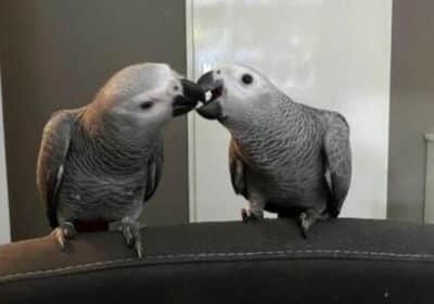 african-grey-congo-babies-for-sale-1369803