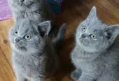 British Shorthair Blue GCCF all kittens